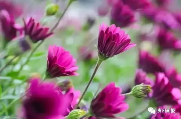 关于兰花的唯美意境诗句,关于兰花香溢的唯美诗句