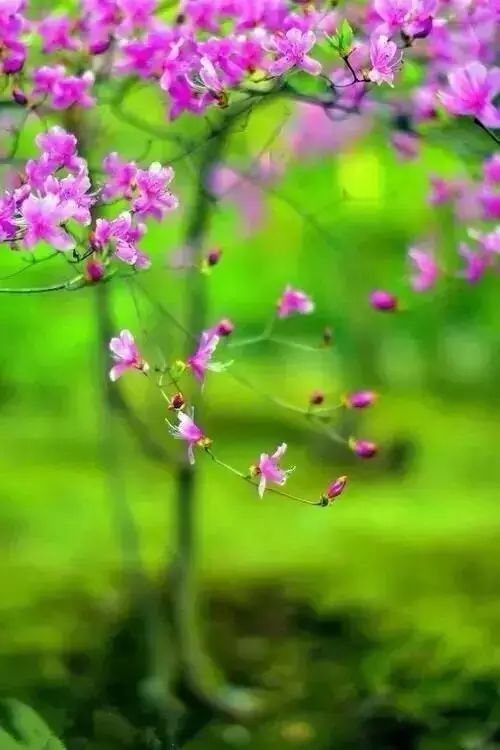 关于兰花的唯美意境诗句,关于兰花香溢的唯美诗句