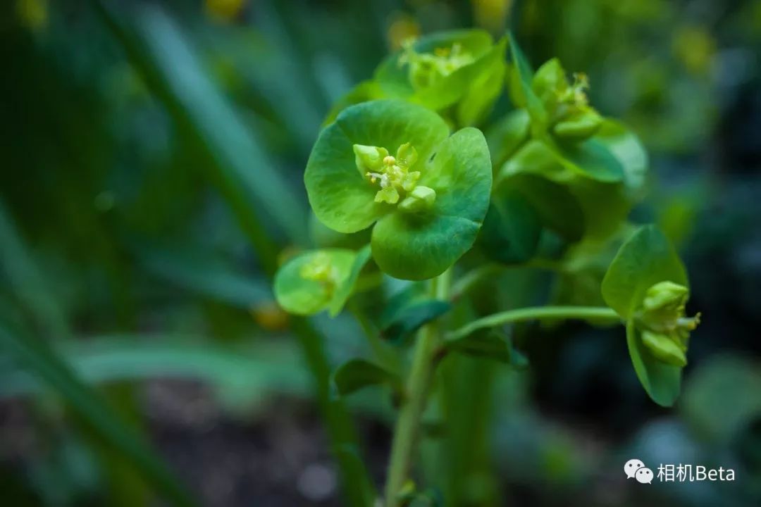 理光GRIII真机实拍样片