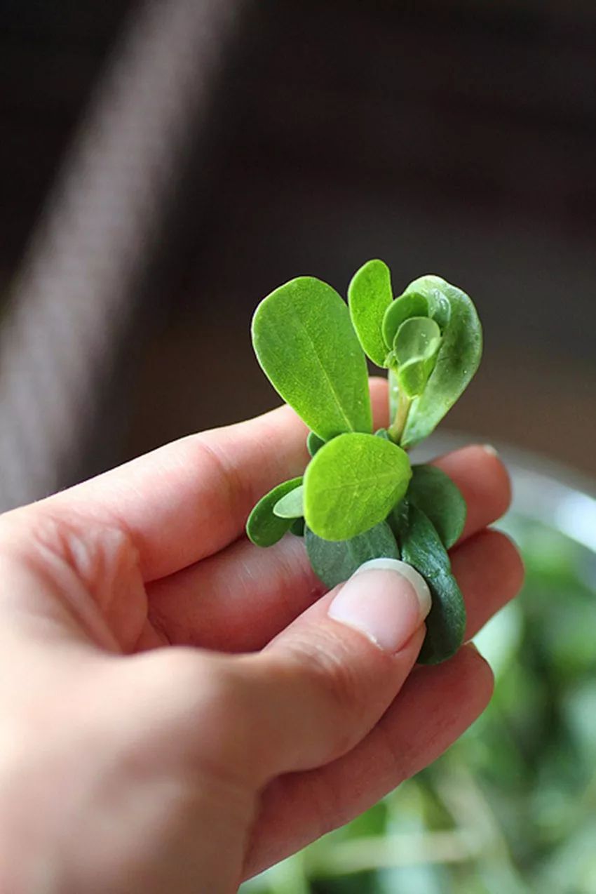 五种健康野菜常食养生,春天必吃的10大黄金野菜