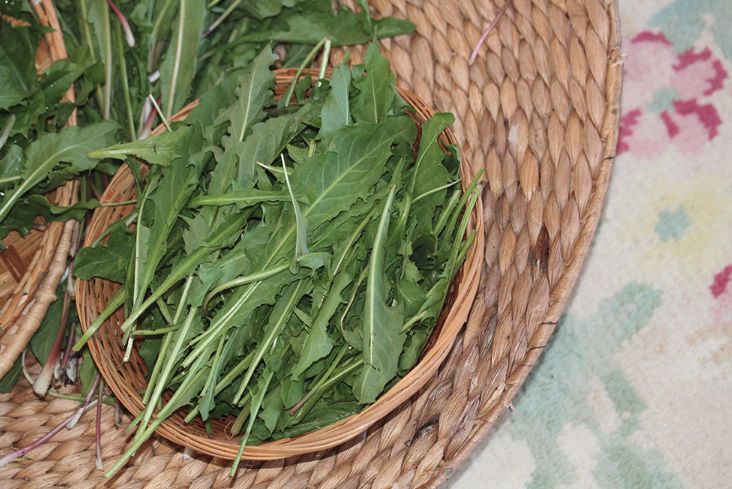 五种健康野菜常食养生,春天必吃的10大黄金野菜