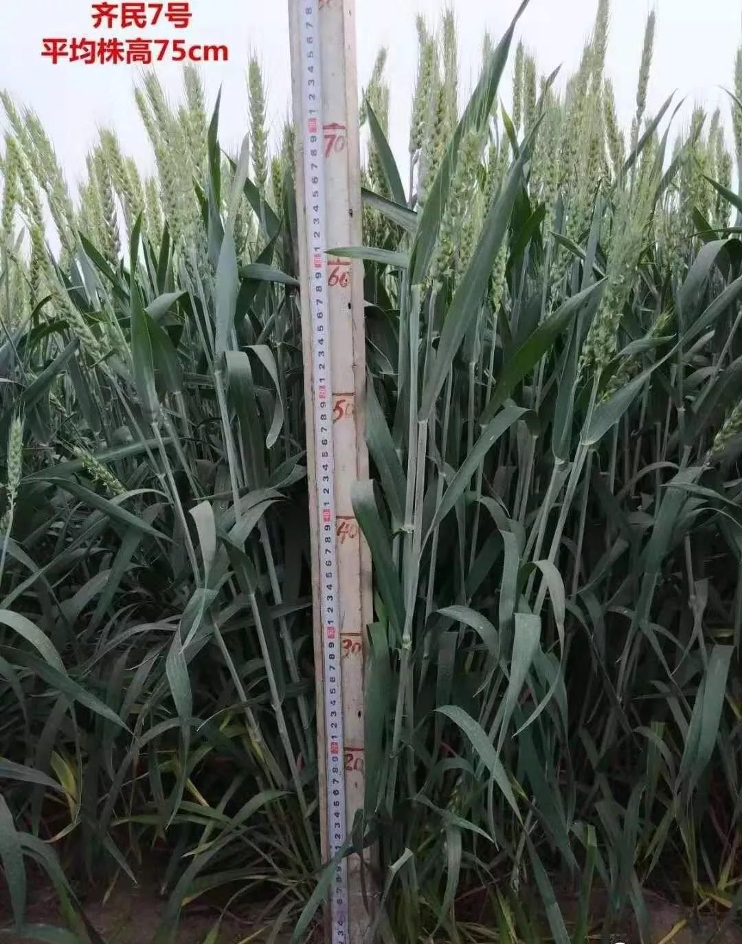 玉米种子农科系列,玉米种子农业