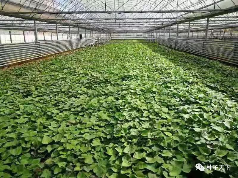 玉米种子农科系列,玉米种子农业