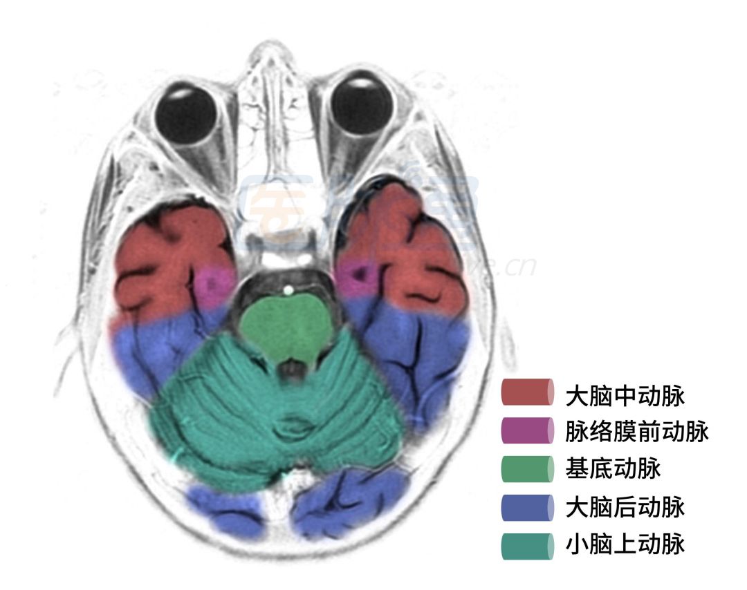 脑动脉供血区域图谱,脑各分支动脉供血区域示意图