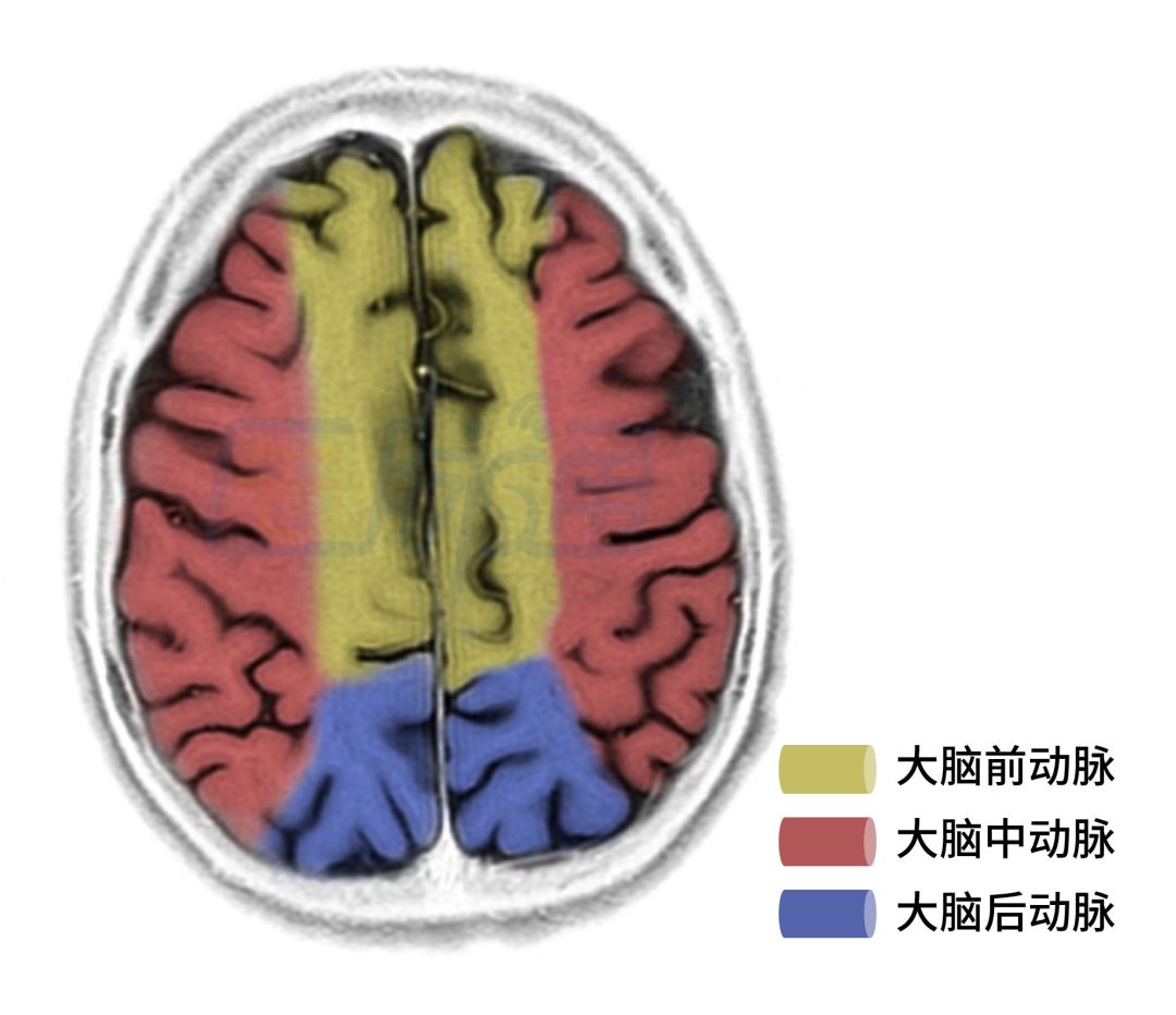 脑动脉供血区域图谱,脑各分支动脉供血区域示意图