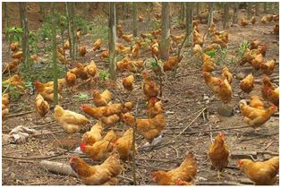 种养合作商机,种养殖赚钱项目