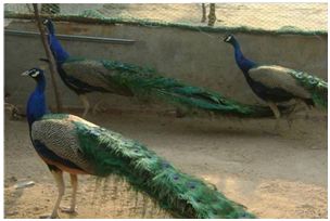 种养合作商机,种养殖赚钱项目