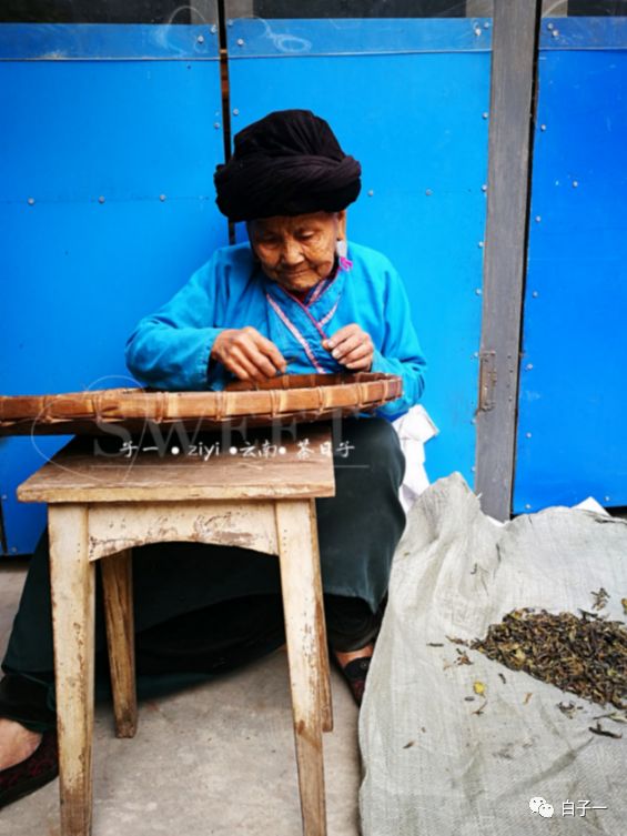 「子一茶课堂」茶里的黄片到底是什么？