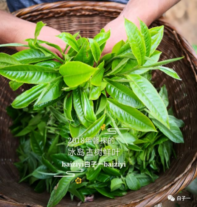 「子一茶课堂」茶里的黄片到底是什么？