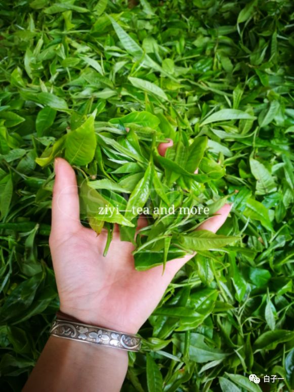 「子一茶课堂」茶里的黄片到底是什么？