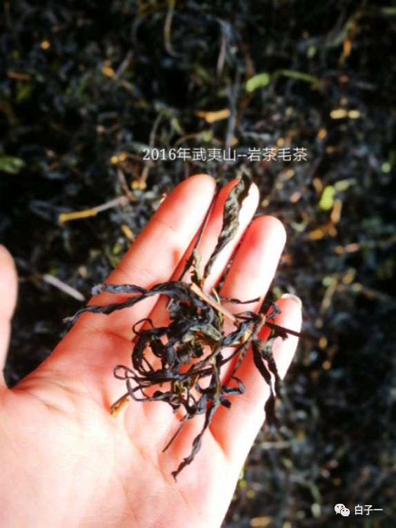 「子一茶课堂」茶里的黄片到底是什么？