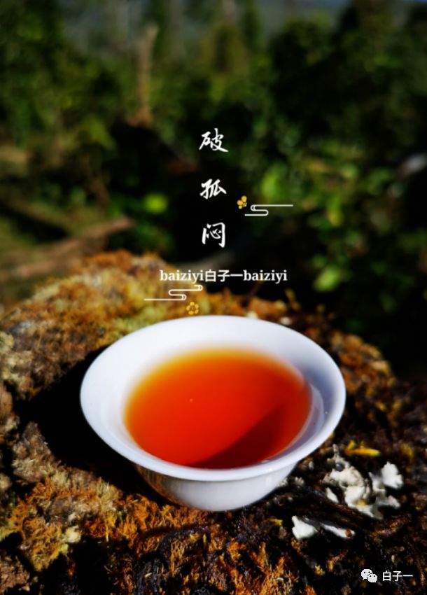 「子一茶课堂」茶里的黄片到底是什么？