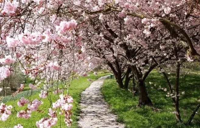 樱花季又来啦,樱花季来啦