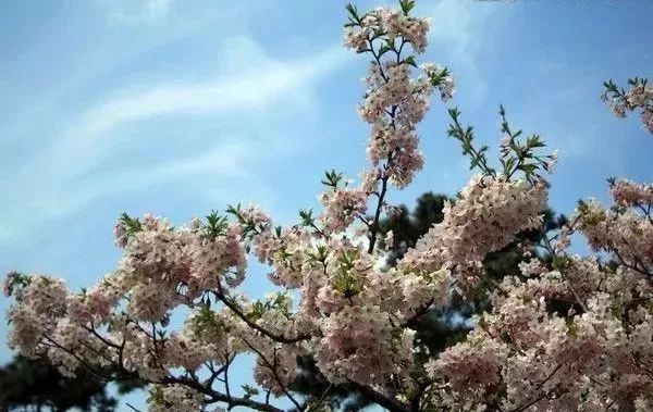 樱花季又来啦,樱花季来啦