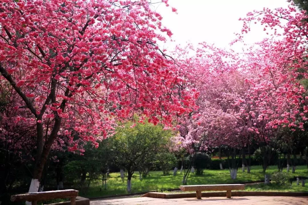 樱花季又来啦,樱花季来啦