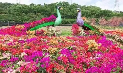 樱花季又来啦,樱花季来啦