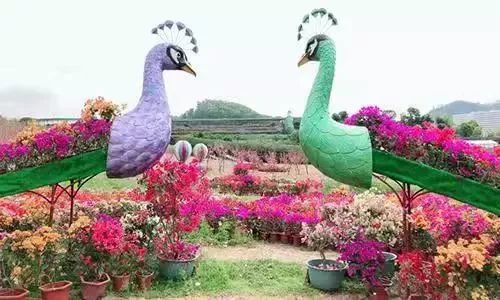 樱花季又来啦,樱花季来啦