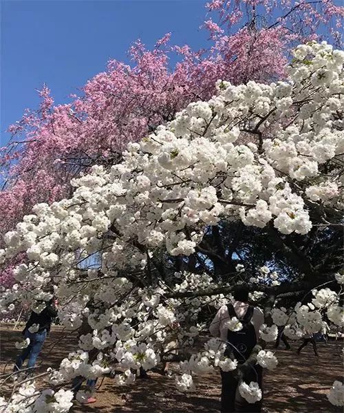 樱花季又来啦,樱花季来啦