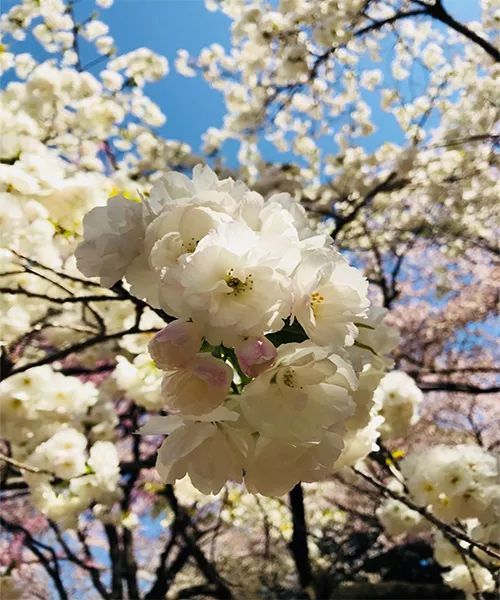 樱花季又来啦,樱花季来啦