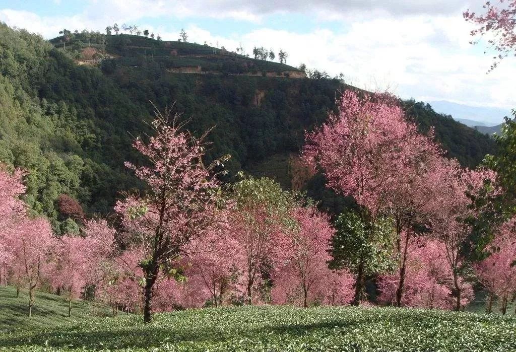 樱花季又来啦,樱花季来啦