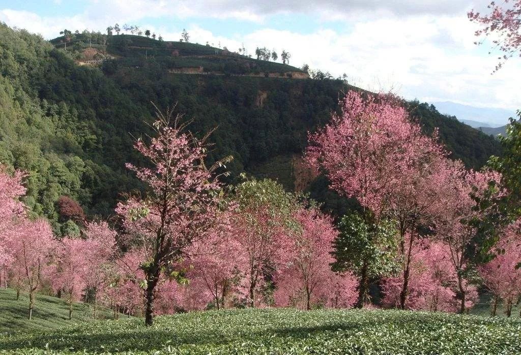 樱花季又来啦,樱花季来啦