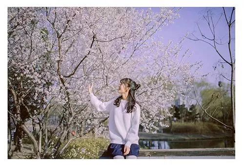 樱花季又来啦,樱花季来啦