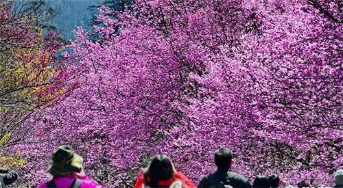 樱花季又来啦,樱花季来啦