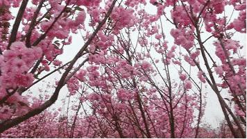 樱花季又来啦,樱花季来啦