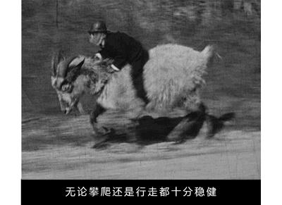 作为内蒙人，山羊这么牛的生物，竟然不了解？