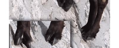 作为内蒙人，山羊这么牛的生物，竟然不了解？