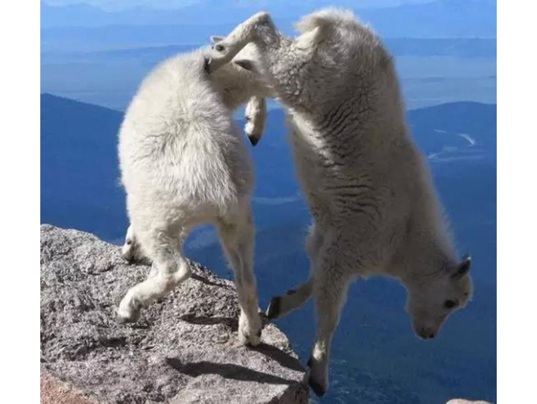 作为内蒙人，山羊这么牛的生物，竟然不了解？