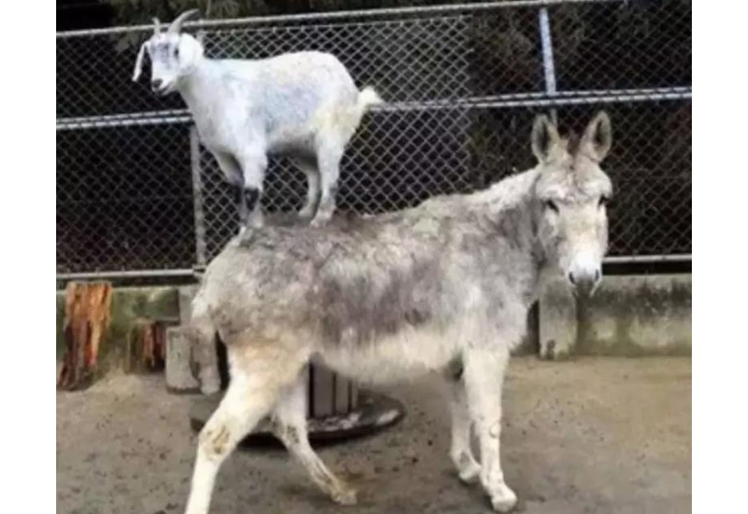 作为内蒙人，山羊这么牛的生物，竟然不了解？