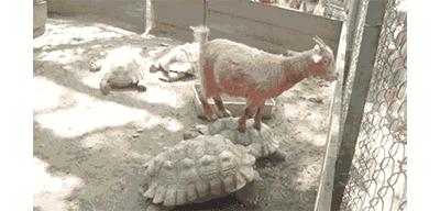 作为内蒙人，山羊这么牛的生物，竟然不了解？