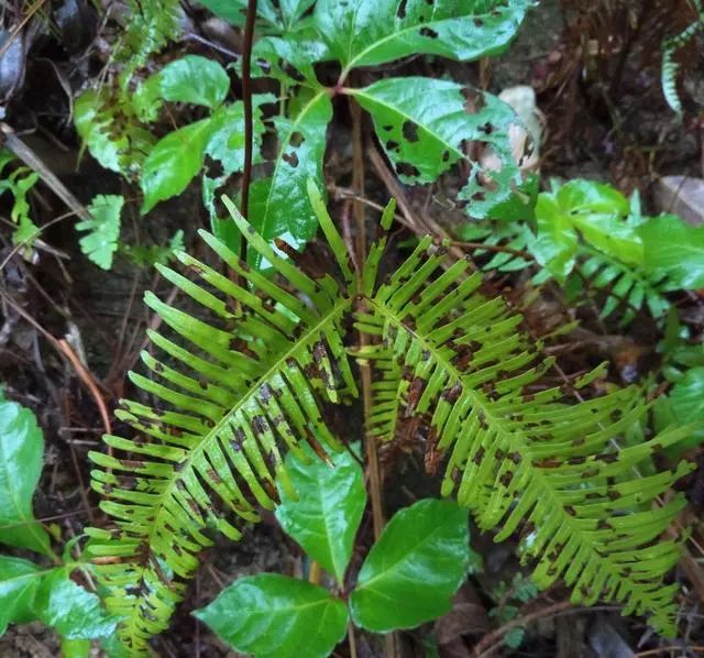 蜈蚣草可以治蜈蚣咬伤吗,被蜈蚣草咬伤局部有效治疗方案有
