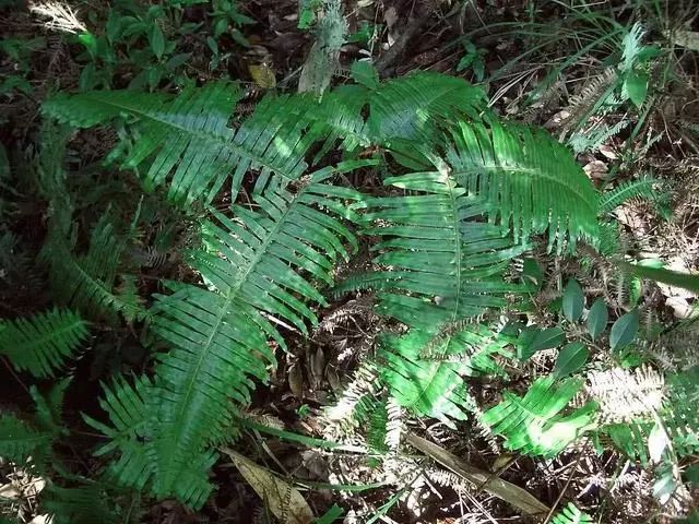 蜈蚣草可以治蜈蚣咬伤吗,被蜈蚣草咬伤局部有效治疗方案有