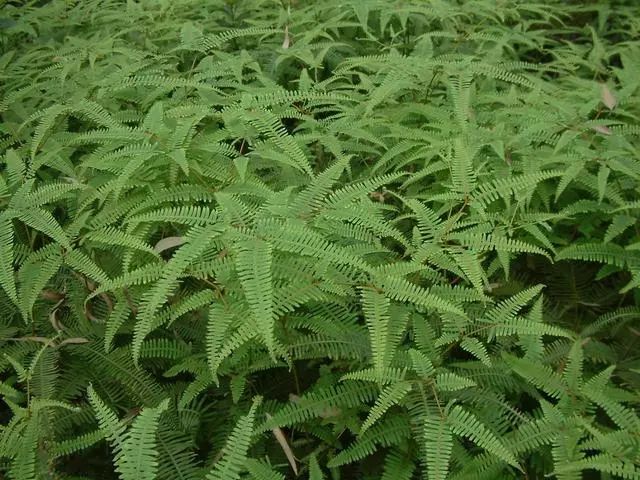 蜈蚣草可以治蜈蚣咬伤吗,被蜈蚣草咬伤局部有效治疗方案有