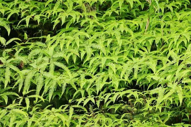 蜈蚣草可以治蜈蚣咬伤吗,被蜈蚣草咬伤局部有效治疗方案有