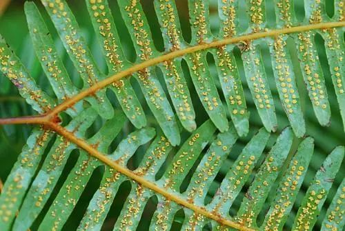 蜈蚣草可以治蜈蚣咬伤吗,被蜈蚣草咬伤局部有效治疗方案有