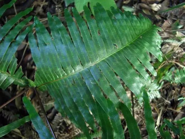 蜈蚣草可以治蜈蚣咬伤吗,被蜈蚣草咬伤局部有效治疗方案有