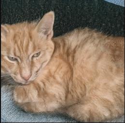 “每刷新一次生成一副假脸”的网站，迎来众多模仿者