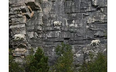 作为内蒙人，山羊这么牛的生物，竟然不了解？