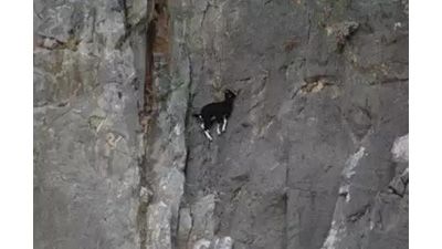 作为内蒙人，山羊这么牛的生物，竟然不了解？