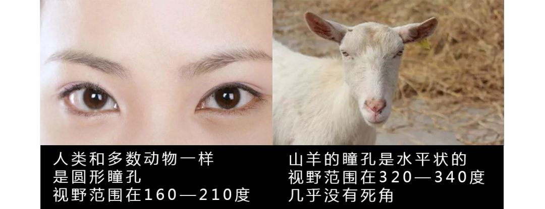 作为内蒙人，山羊这么牛的生物，竟然不了解？