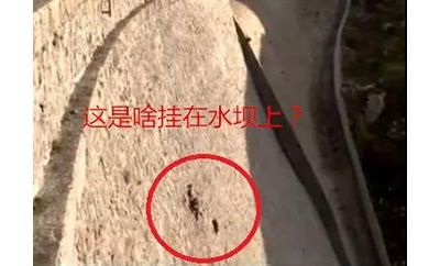 作为内蒙人，山羊这么牛的生物，竟然不了解？