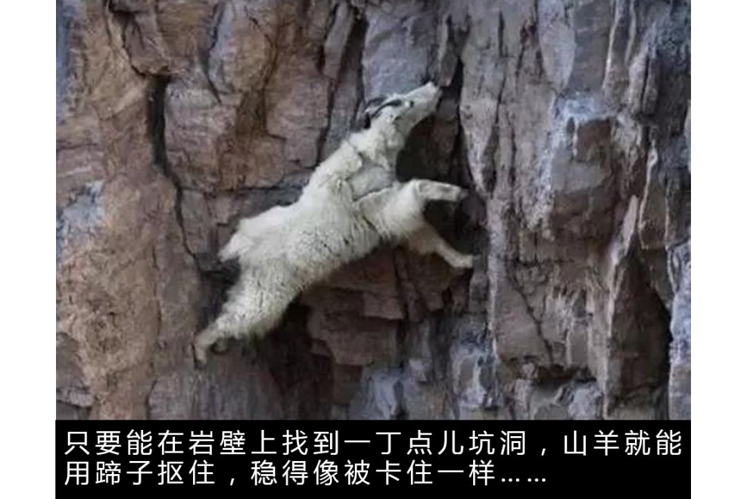 作为内蒙人，山羊这么牛的生物，竟然不了解？