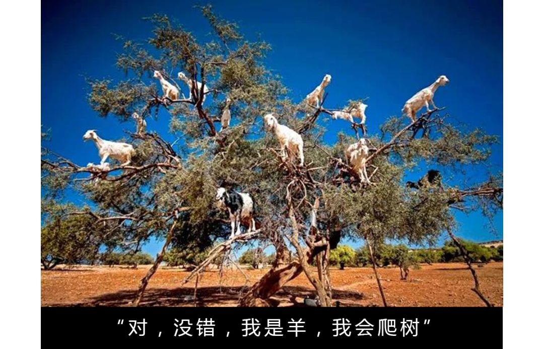 作为内蒙人，山羊这么牛的生物，竟然不了解？