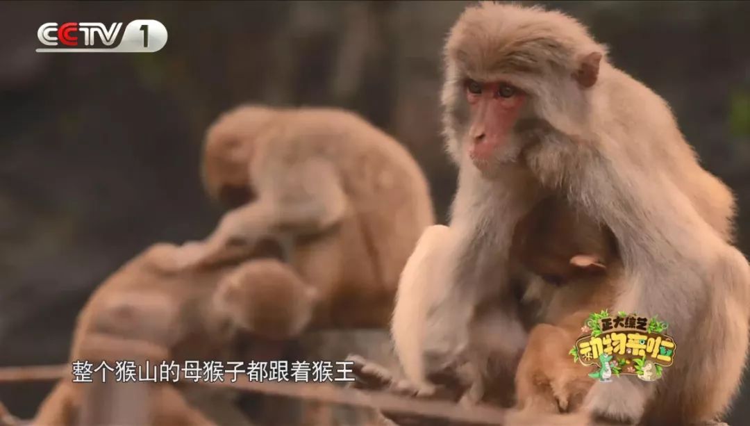 企鹅单身日记:我就是“吃饭睡觉打豆豆”里的豆豆