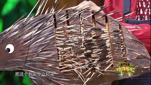 企鹅单身日记:我就是“吃饭睡觉打豆豆”里的豆豆