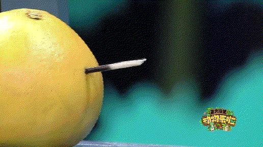 企鹅单身日记:我就是“吃饭睡觉打豆豆”里的豆豆