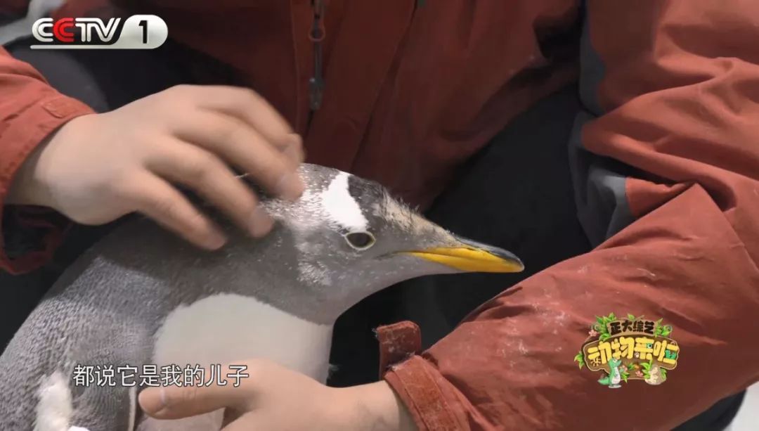 企鹅单身日记:我就是“吃饭睡觉打豆豆”里的豆豆